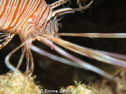 Juvenile Lion Fish by Emma Davis 